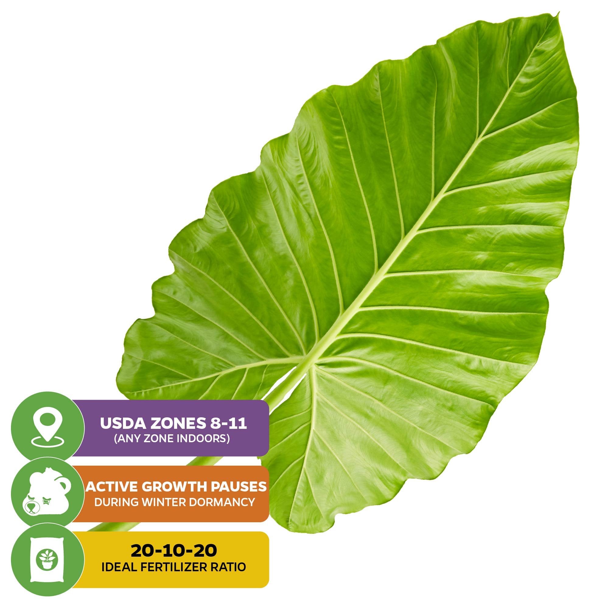 A large, vivid green leaf of Wellspring Gardens’ Borneo King Elephant Ear (Alocasia) with icons for USDA zones 8–11, winter dormancy in cooler regions, and recommended fertilizer ratio of 20-10-20.