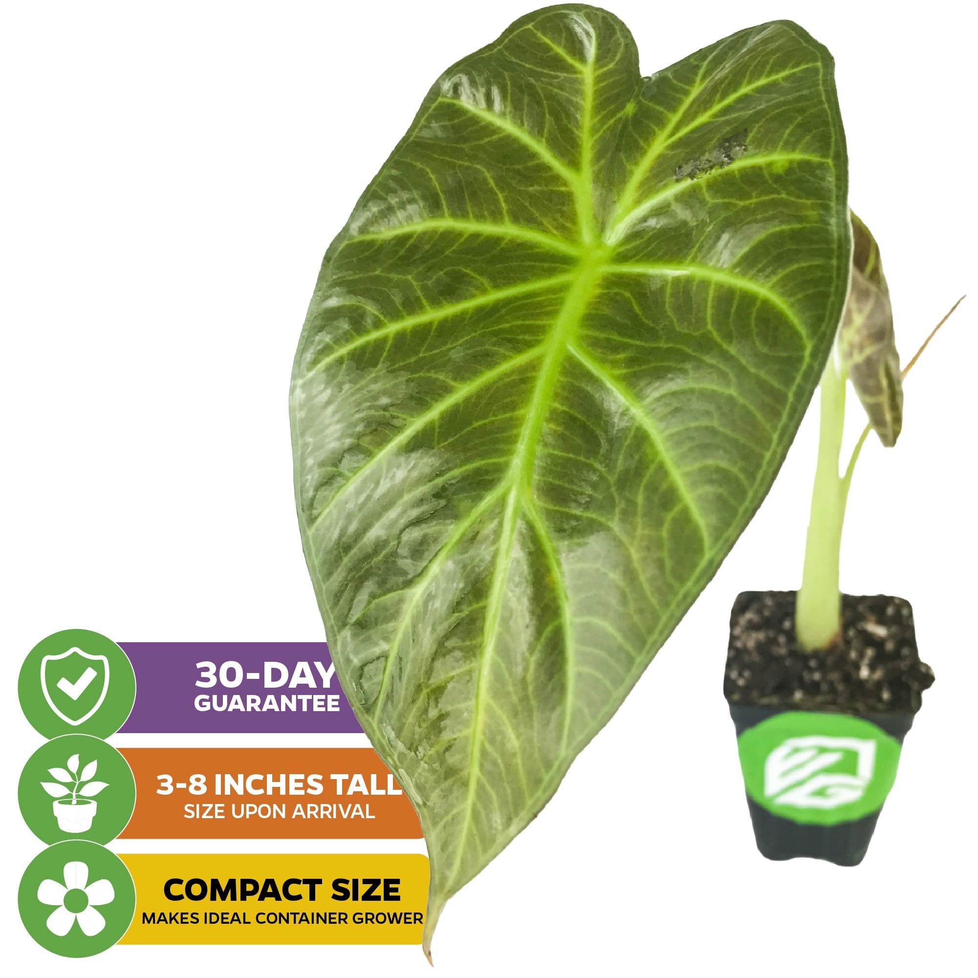 Regal Shields Elephant Ear - Alocasia – Wellspring Gardens