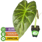 The Wellspring Gardens Regal Shields Elephant Ear (Alocasia) features large green leaves with visible veins, arrives 3-8 inches tall, is compact for containers, and comes with a 30-day guarantee.