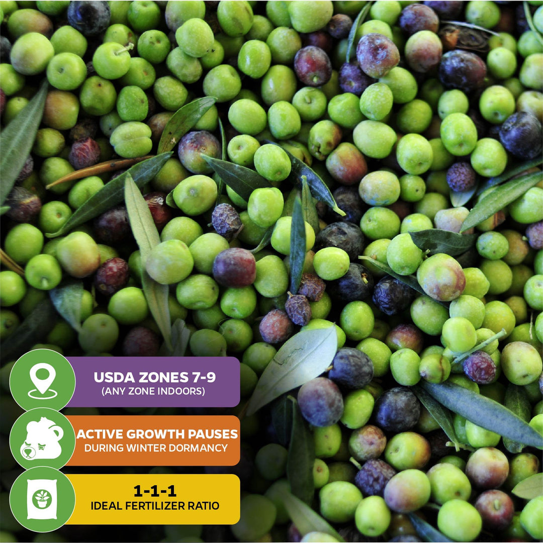 Arbequina Olive Tree - Olea europaea