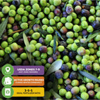A close-up of green and purple Arbequina olives with leaves. Overlay icons highlight the Wellspring Gardens Arbequina Olive Tree (Olea europaea) is self-pollinating, thrives in USDA zones 7–9, prefers 1-1-1 fertilizer, and pauses growth in winter dormancy.