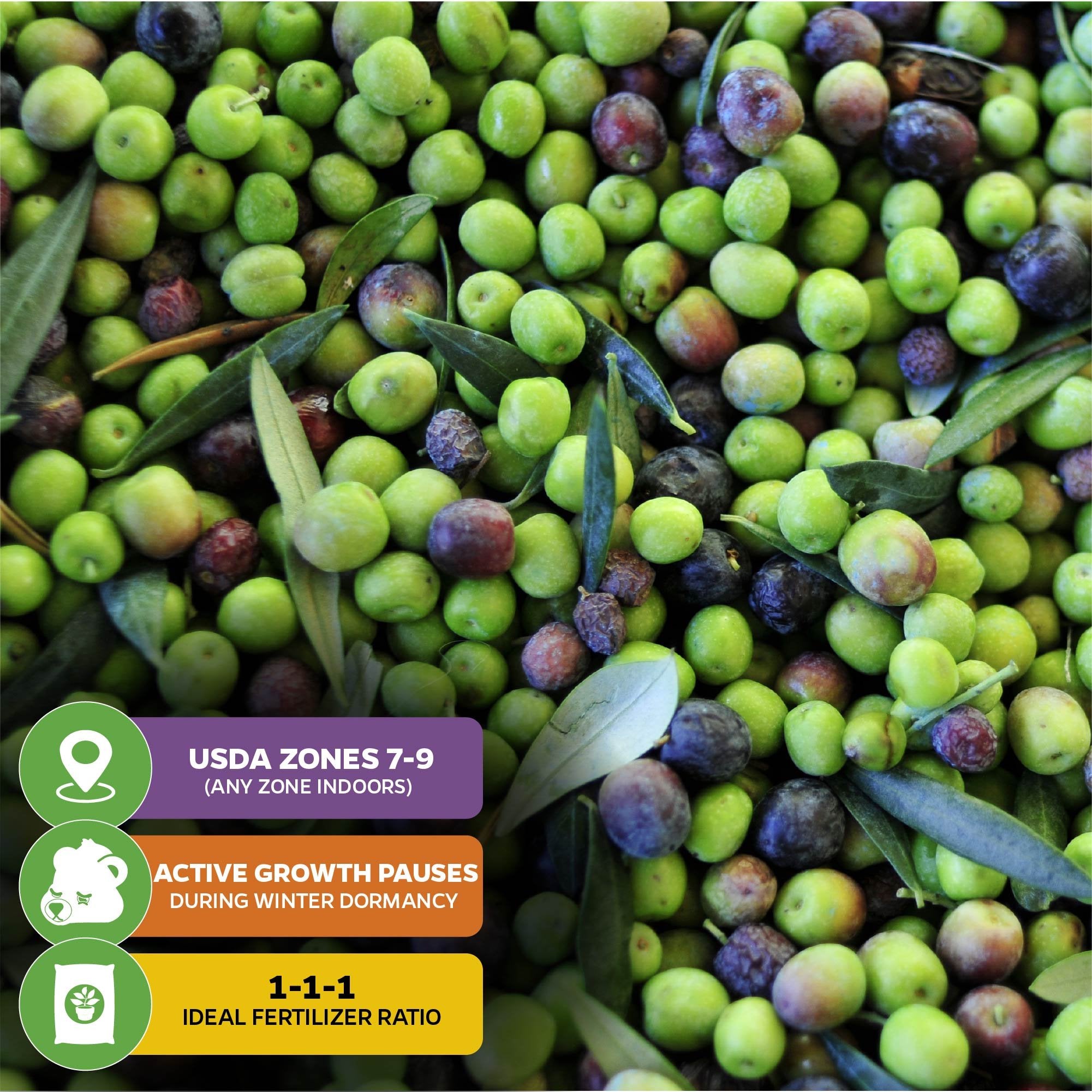 A close-up of green and purple Arbequina olives with leaves. Overlay icons highlight the Wellspring Gardens Arbequina Olive Tree (Olea europaea) is self-pollinating, thrives in USDA zones 7–9, prefers 1-1-1 fertilizer, and pauses growth in winter dormancy.