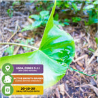 A close-up of a Stingray Elephant Ear - Alocasia leaf by Wellspring Gardens features icons: USDA zones 9-11, winter dormancy halts active growth, and best fertilizer ratio is 20-10-20, all set against a softly blurred outdoor backdrop.