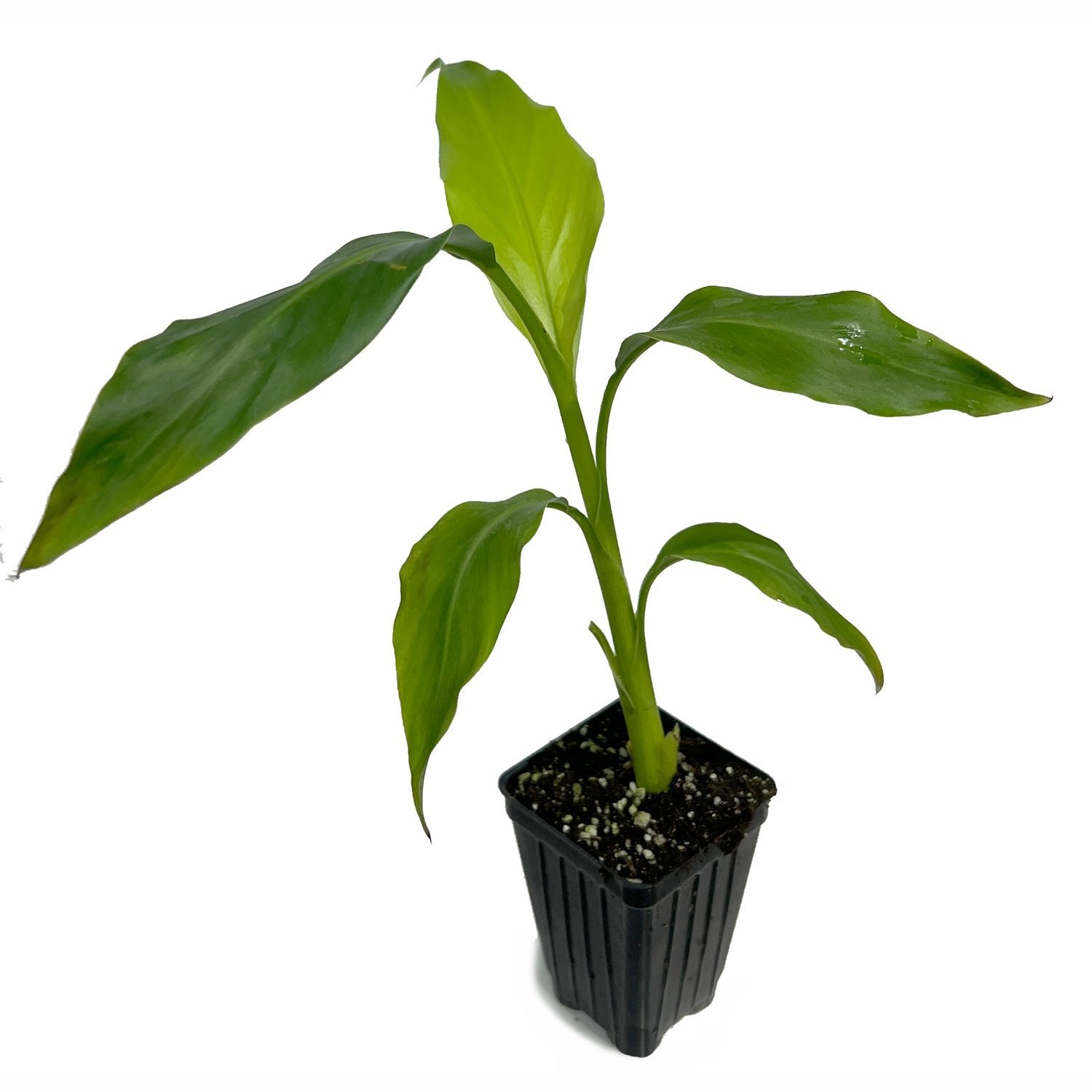 A Mekong Giant Banana (Musa itinerans) by Wellspring Gardens, a fast-growing plant with long leaves, grows in a small black plastic pot filled with soil against a white background.