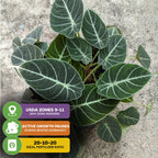 Top-down view of Wellspring Gardens’ Black Velvet Elephant Ear (Alocasia reginula) with dark green, white-veined leaves. Info boxes show USDA zones 9–11, winter growth pause, and 20-10-20 fertilizer ratio.