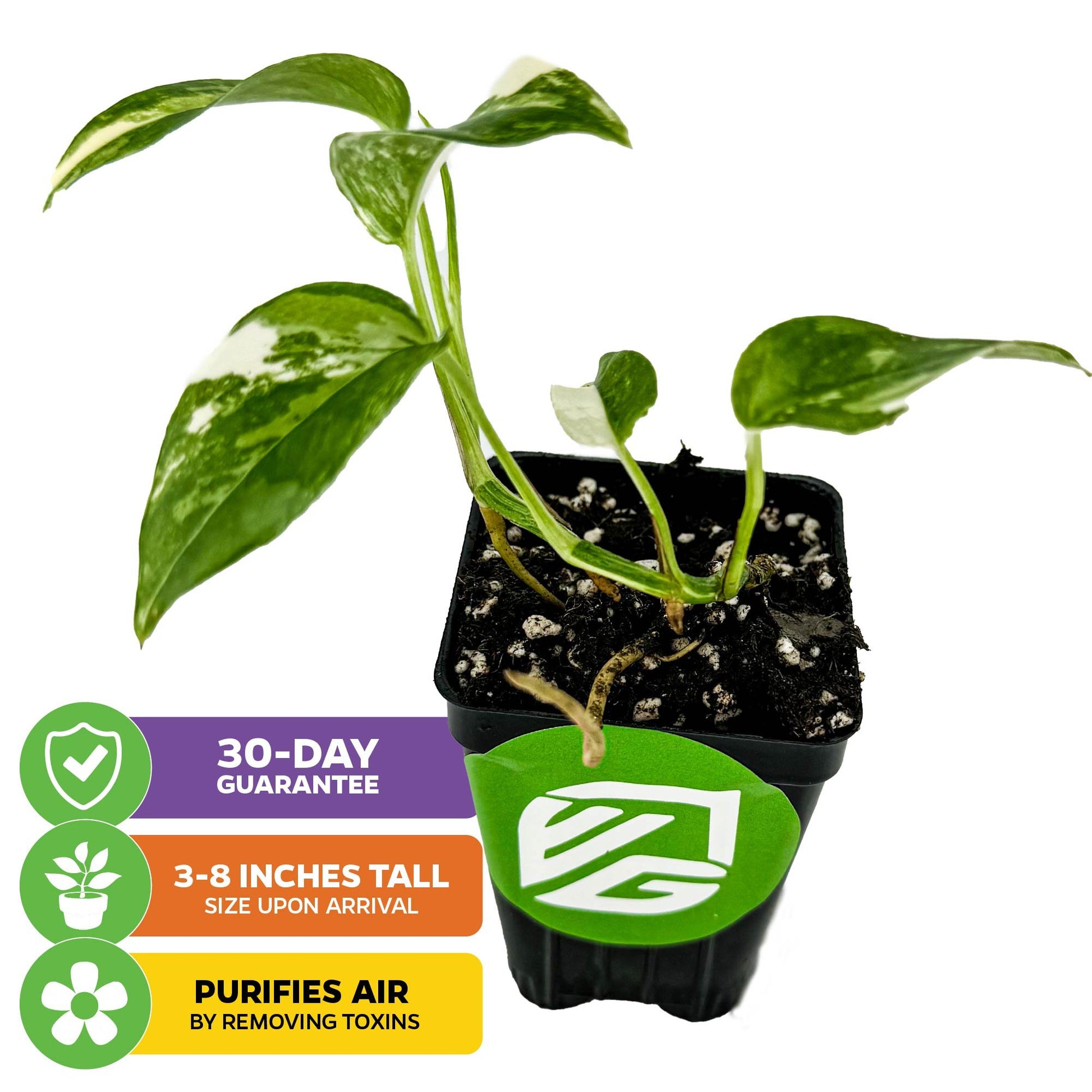 Variegated Albo Pothos Epipremnum - Epipremnum pinnatum albo-variegata