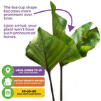 Two lush green leaves of Wellspring Gardens’ Tea Cup Elephant Ear (Colocasia esculenta) display striking veins. Tips: foliage changes as it matures, grows in USDA zones 7b–10, goes dormant in winter, and thrives with 20-10-20 fertilizer.