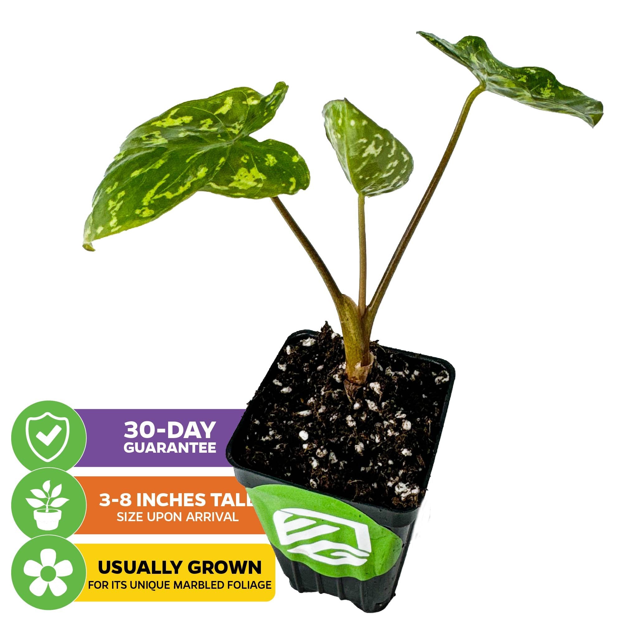 A Wellspring Gardens Hilo Beauty Elephant Ear (Alocasia) is shown with three green, camouflage-patterned leaves. Icons note a 30-day guarantee, 3-8" arrival height, and suitability for container growing.