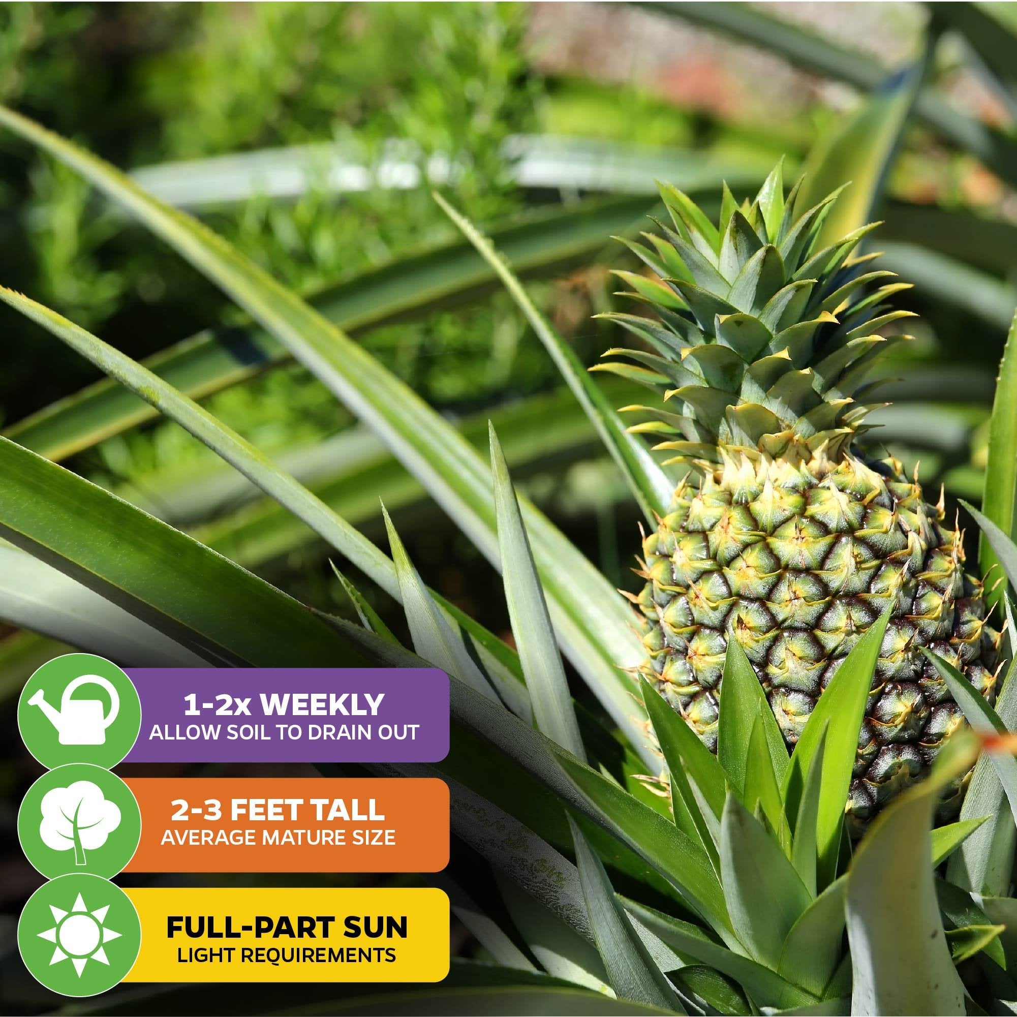 Elite Gold Pineapple - Ananas comosus – Wellspring Gardens