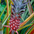 A close-up of Lucidas Pineapple (Ananas lucidas) by Wellspring Gardens shows the reddish-pink fruit with spiky green leaves, surrounded by long, narrow green and yellow foliage in the background.