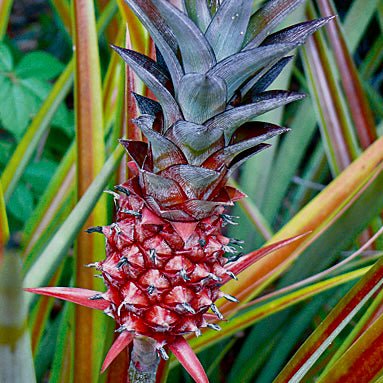 A close-up of Lucidas Pineapple (Ananas lucidas) by Wellspring Gardens shows the reddish-pink fruit with spiky green leaves, surrounded by long, narrow green and yellow foliage in the background.