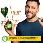 A smiling man holds a Wellspring Gardens Dragon's Tooth Elephant Ear (Alocasia longiloba) in a 3-inch-high, 2-inch-wide pot. Plant height: 3–8 inches. Actual size may vary depending on time and growth.