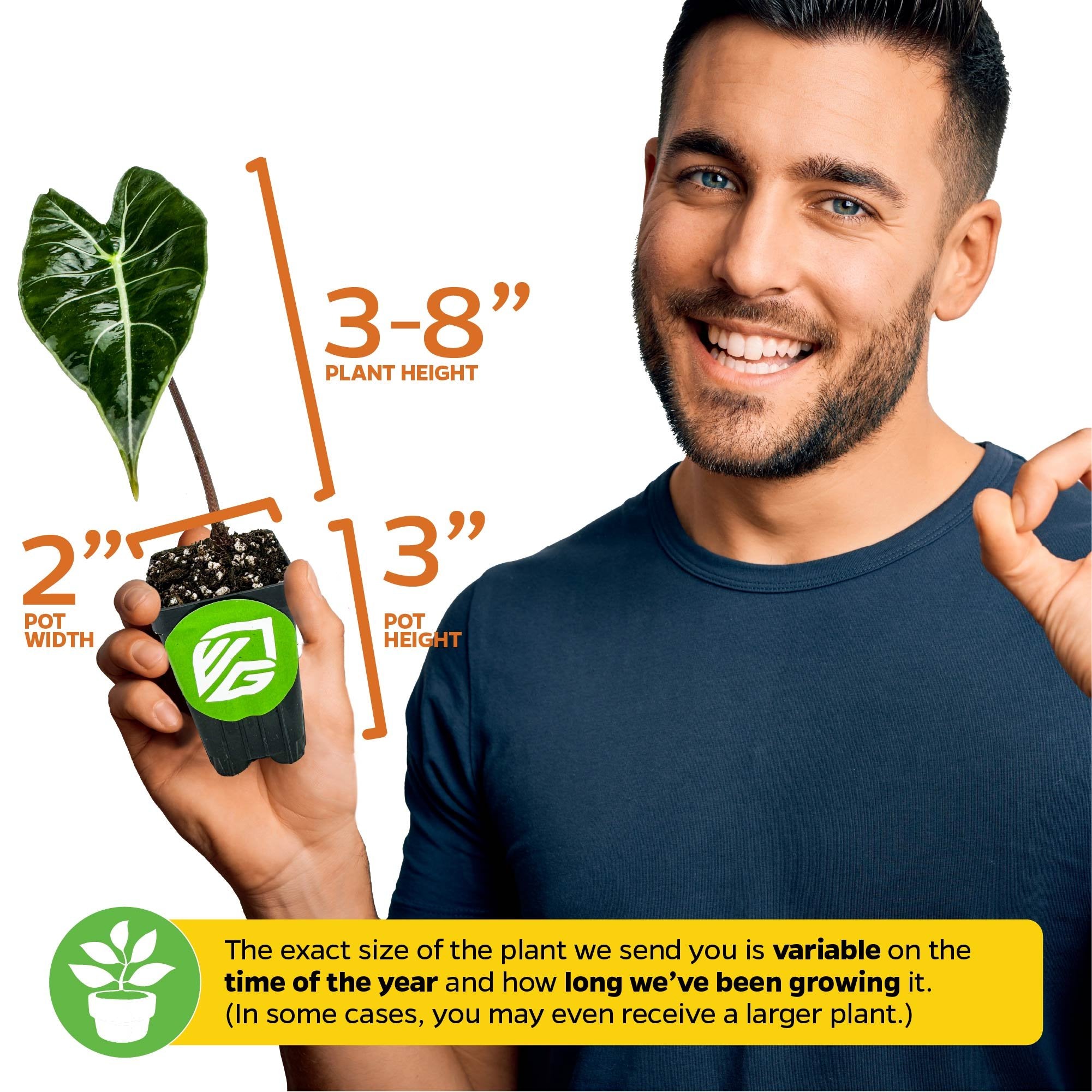 A smiling man holds a Wellspring Gardens Dragon's Tooth Elephant Ear (Alocasia longiloba) in a 3-inch-high, 2-inch-wide pot. Plant height: 3–8 inches. Actual size may vary depending on time and growth.