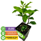 A compact green Pink Showers Star Jasmine (Trachelospermum jasminoides) by Wellspring Gardens, 3-8 inches tall with broad leaves in a black pot. Features aromatic pink blooms and a 30-day guarantee for indoor enjoyment.