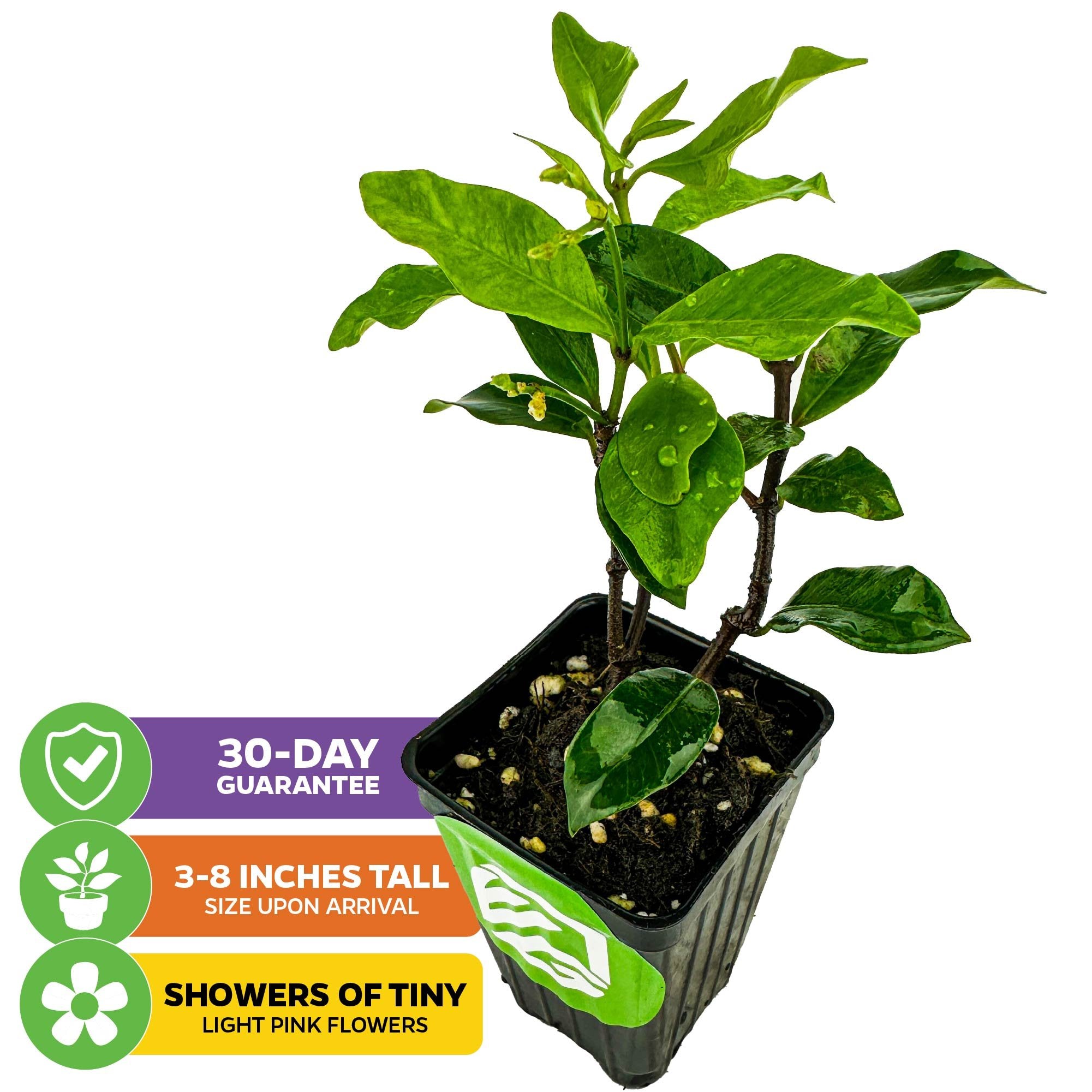 A compact green Pink Showers Star Jasmine (Trachelospermum jasminoides) by Wellspring Gardens, 3-8 inches tall with broad leaves in a black pot. Features aromatic pink blooms and a 30-day guarantee for indoor enjoyment.