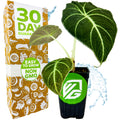 A potted Black Velvet Elephant Ear (Alocasia reginula) from Wellspring Gardens with large dark green leaves and white veins sits beside a box labeled 30 Day Guarantee, Easy to Grow, Non GMO. Blue water splashes are in the background.