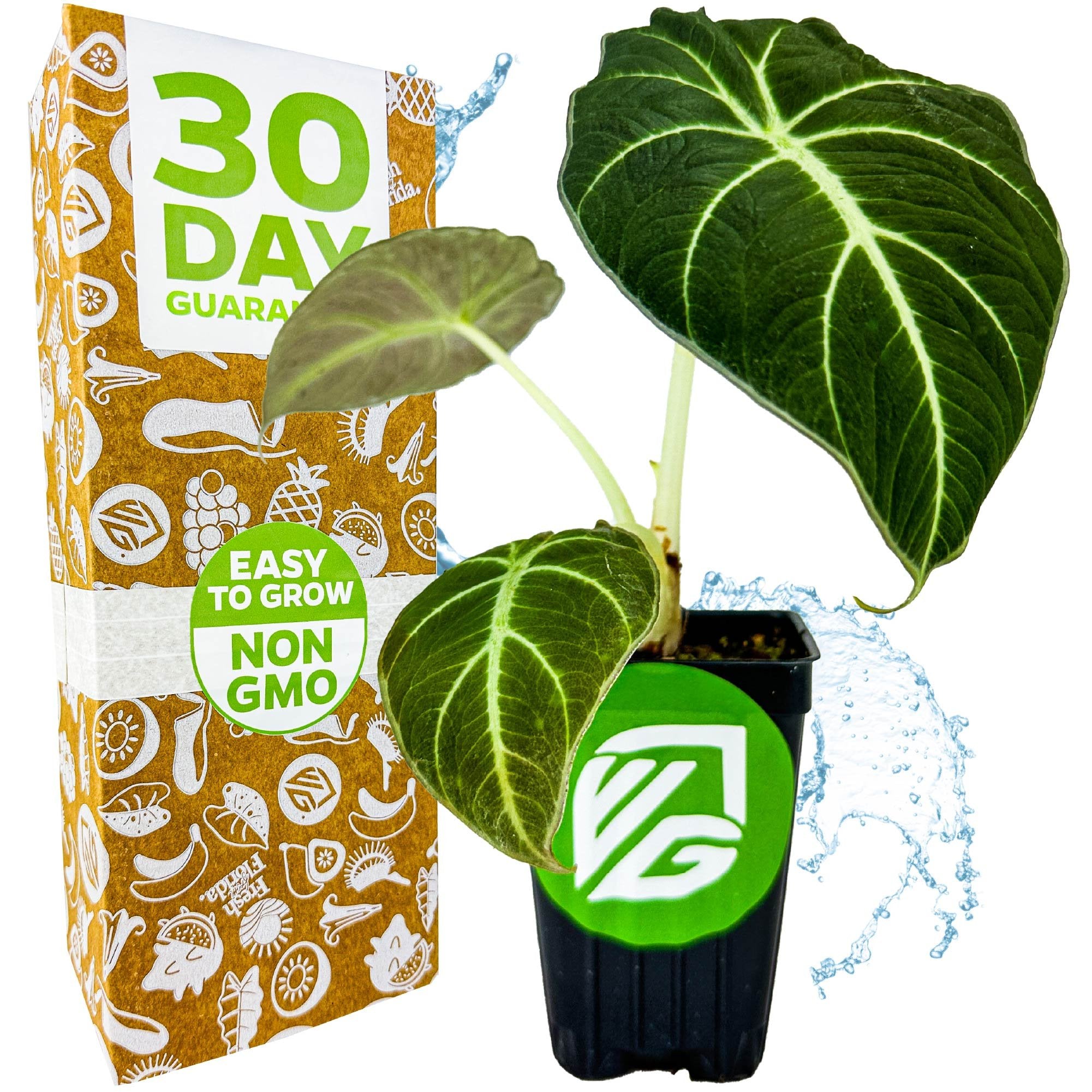 A potted Black Velvet Elephant Ear (Alocasia reginula) from Wellspring Gardens with large dark green leaves and white veins sits beside a box labeled 30 Day Guarantee, Easy to Grow, Non GMO. Blue water splashes are in the background.