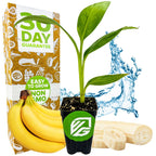 Dwarf Cavendish Banana Tree – Musa by Wellspring Gardens in a small pot, with medium-sized bananas, banana slices, a product box labeled 30 Day Guarantee & Easy to Grow Non-GMO, and a water splash background.