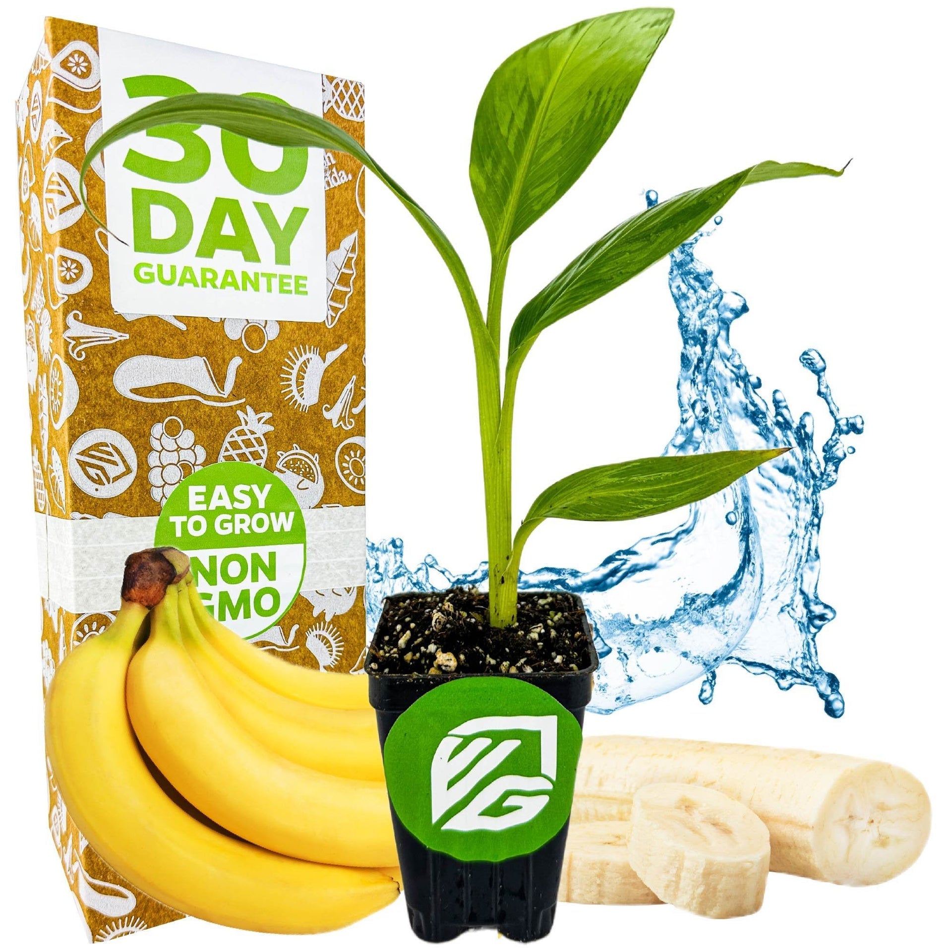 planting banana tree Dwarf Cavendish Banana Tree