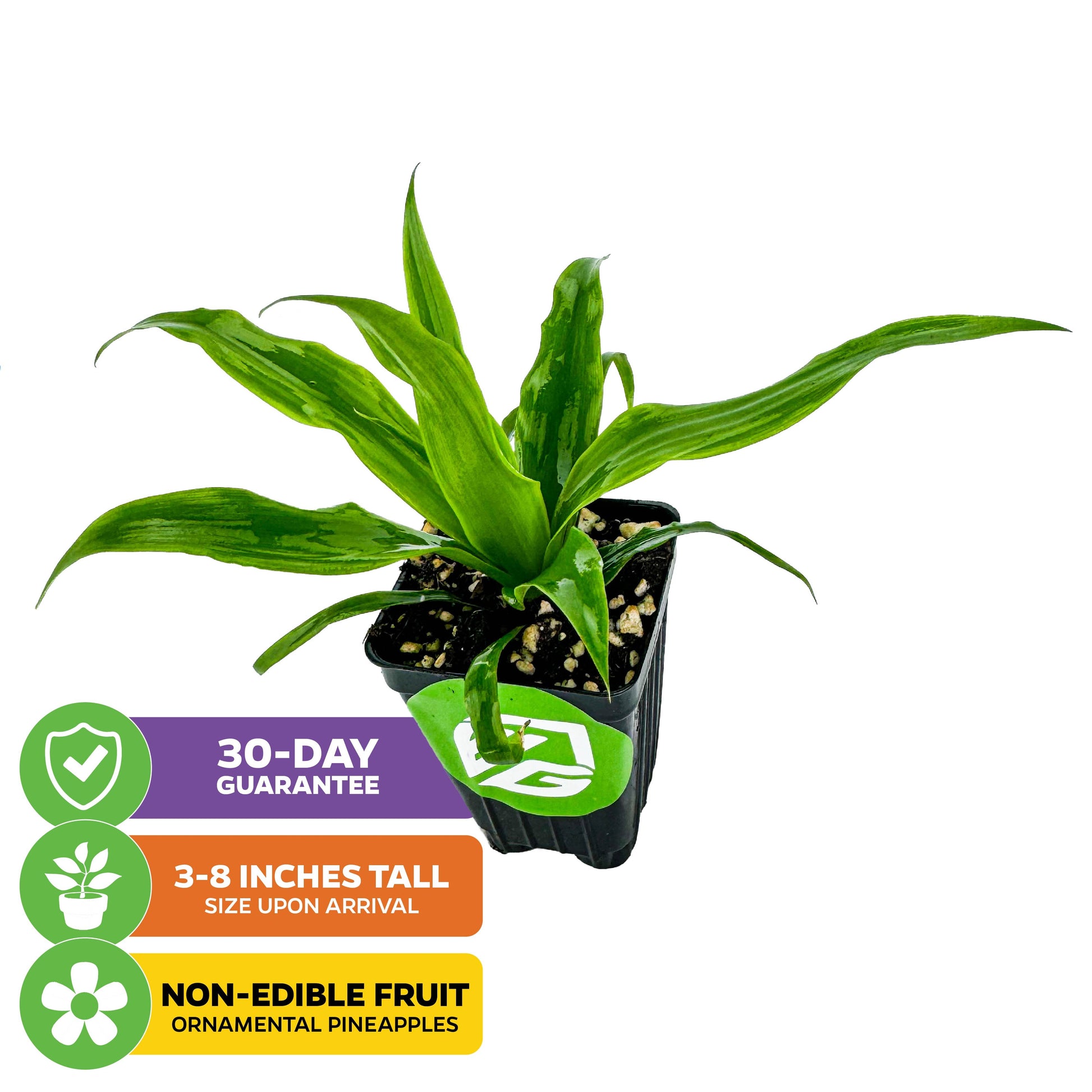 Mini Me Sol Dwarf Pineapple (Ornamental) - Ananas comosus