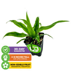 The Wellspring Gardens Mini Me Sol Dwarf Pineapple (Ananas comosus) arrives 3-8” tall in a black pot. Grown for ornamental use only (non-edible fruit). Includes text icons: 30-day guarantee, 3-8” height, ornamental only.