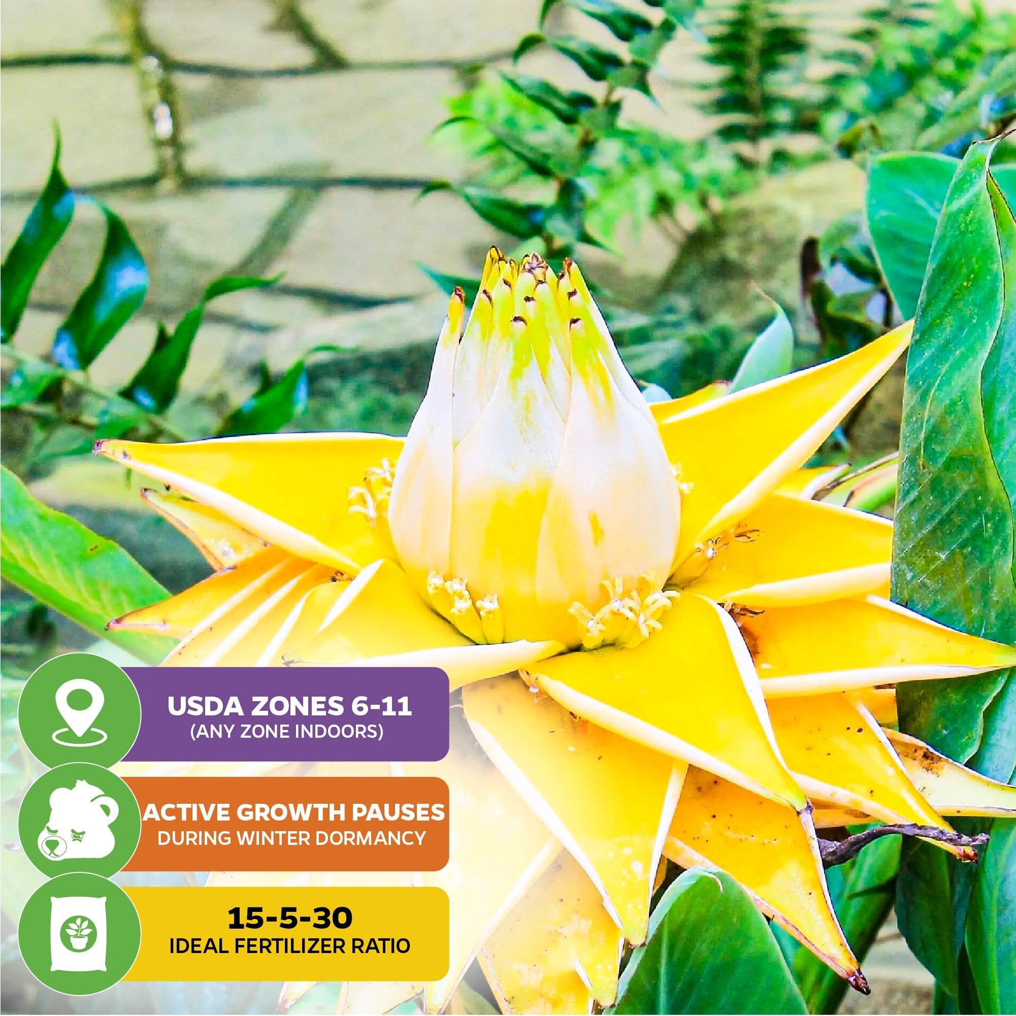 pineapple plant to flower banana plant Chinese Dwarf Yellow Banana/Golden Lotus Live Plant - Musella lasiocarpa