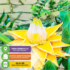The Wellspring Gardens Chinese Dwarf Yellow Banana (Musella lasiocarpa) features yellow blooms with pointed petals and green leaves. Ideal for USDA Zones 6-11, it enters winter dormancy and thrives with a 15-5-30 fertilizer ratio.