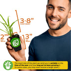 A smiling person holds a Wellspring Gardens Lemon Grass (Cymbopogon citratus) plant in a pot. Plant height: 3–8 inches; pot: 2" wide, 3" high. Size may vary depending on growth and season.