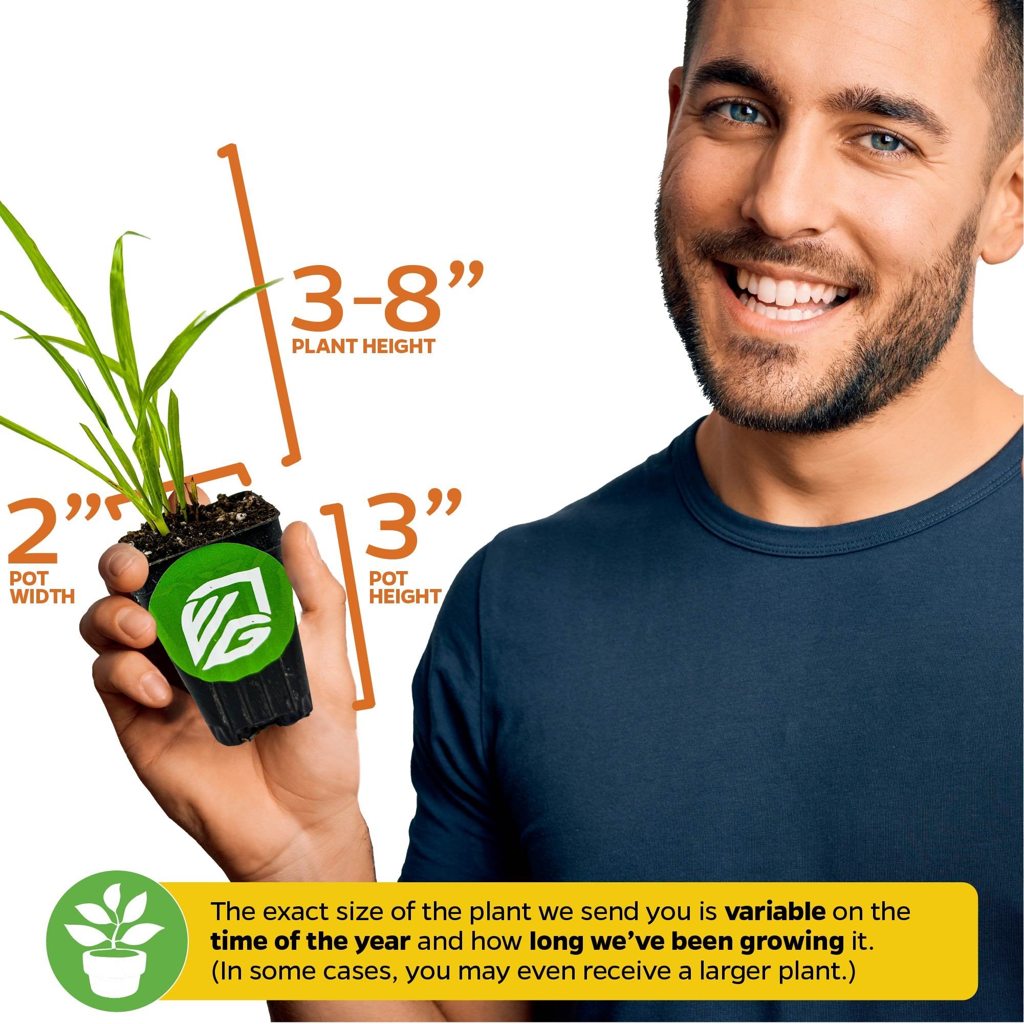 A smiling person holds a Wellspring Gardens Lemon Grass (Cymbopogon citratus) plant in a pot. Plant height: 3–8 inches; pot: 2" wide, 3" high. Size may vary depending on growth and season.