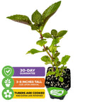 The African Potato Mint (Plectranthus rotundifolius) from Wellspring Gardens arrives 3-8" tall in a small black pot. Drought-tolerant ground cover with edible tubers you can cook like potatoes. Includes a 30-day guarantee.