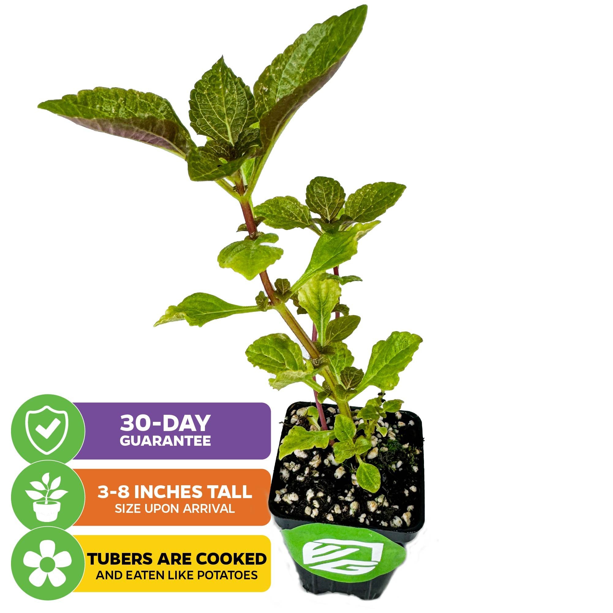 The African Potato Mint (Plectranthus rotundifolius) from Wellspring Gardens arrives 3-8" tall in a small black pot. Drought-tolerant ground cover with edible tubers you can cook like potatoes. Includes a 30-day guarantee.