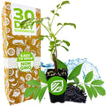 A young Florida Select Native Elderberry (Sambucus canadensis) from Wellspring Gardens with lush green leaves sits before black elderberries and a water splash, next to a box labeled 30 Day Guarantee, Easy to Grow, Non GMO. Perfect for your garden!.