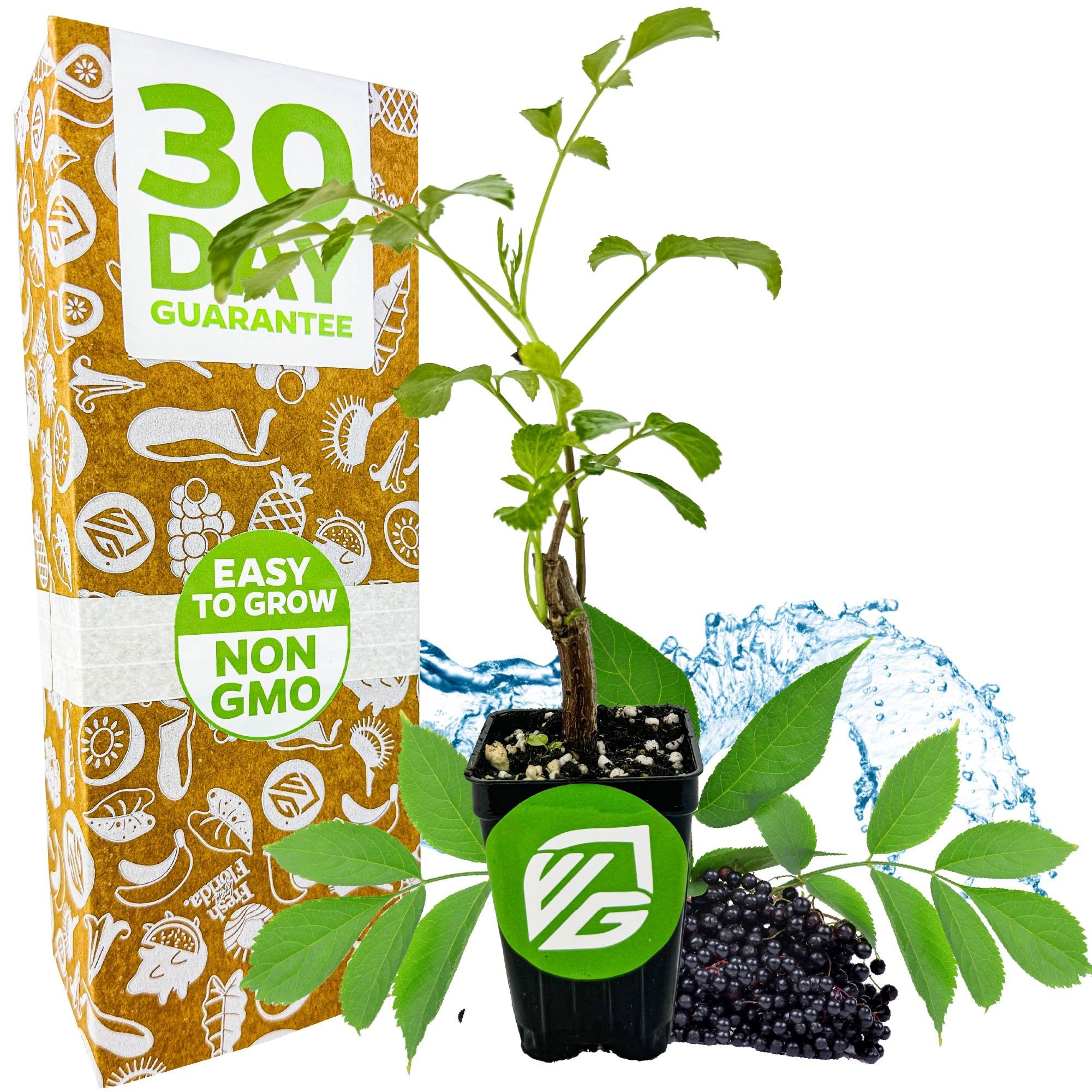 A young Florida Select Native Elderberry (Sambucus canadensis) from Wellspring Gardens with lush green leaves sits before black elderberries and a water splash, next to a box labeled 30 Day Guarantee, Easy to Grow, Non GMO. Perfect for your garden!.