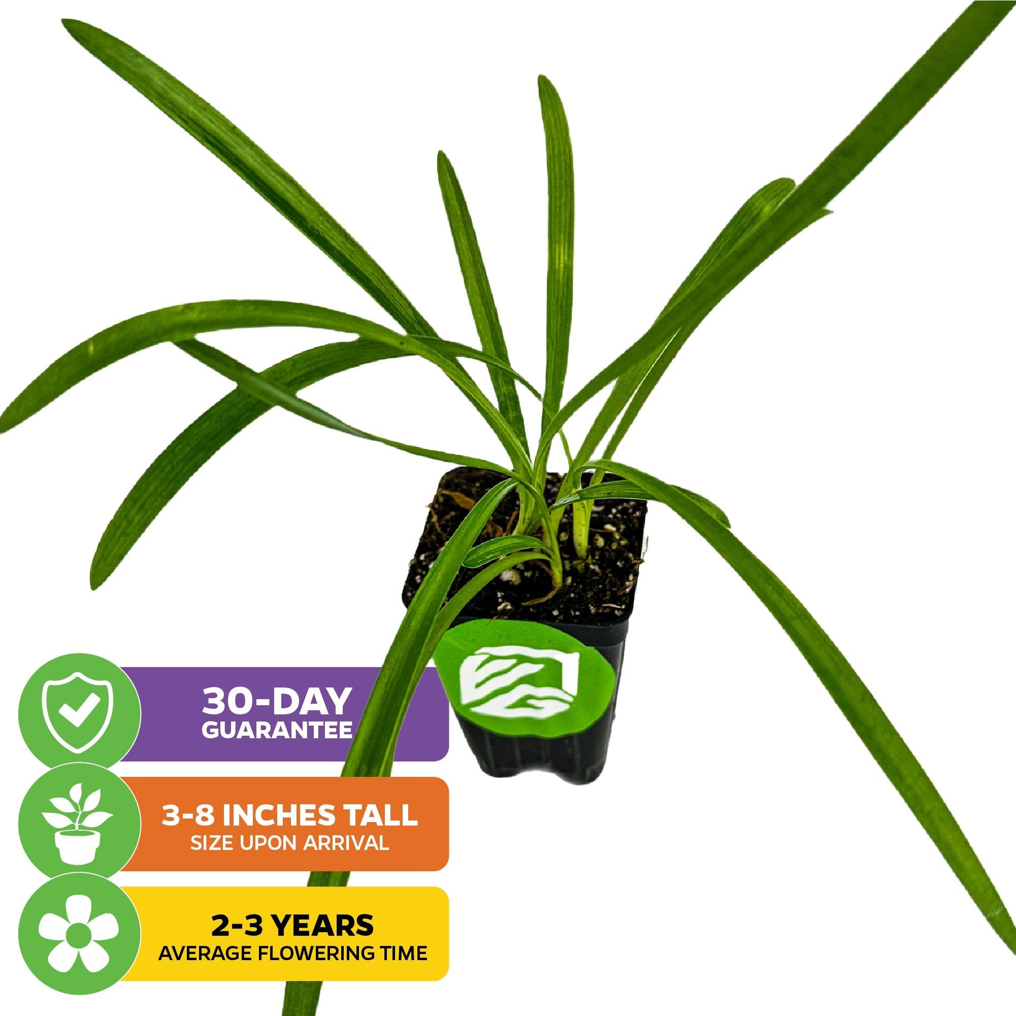 Agapanthus Lily of the Nile - Agapanthus africanus – Wellspring
