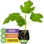 The Wellspring Gardens Fignomenal Fig (Ficus carica) is a compact indoor fruit tree, arriving at 3-8 inches tall with three large green leaves. Includes a 30-day guarantee and fits perfectly in small spaces.