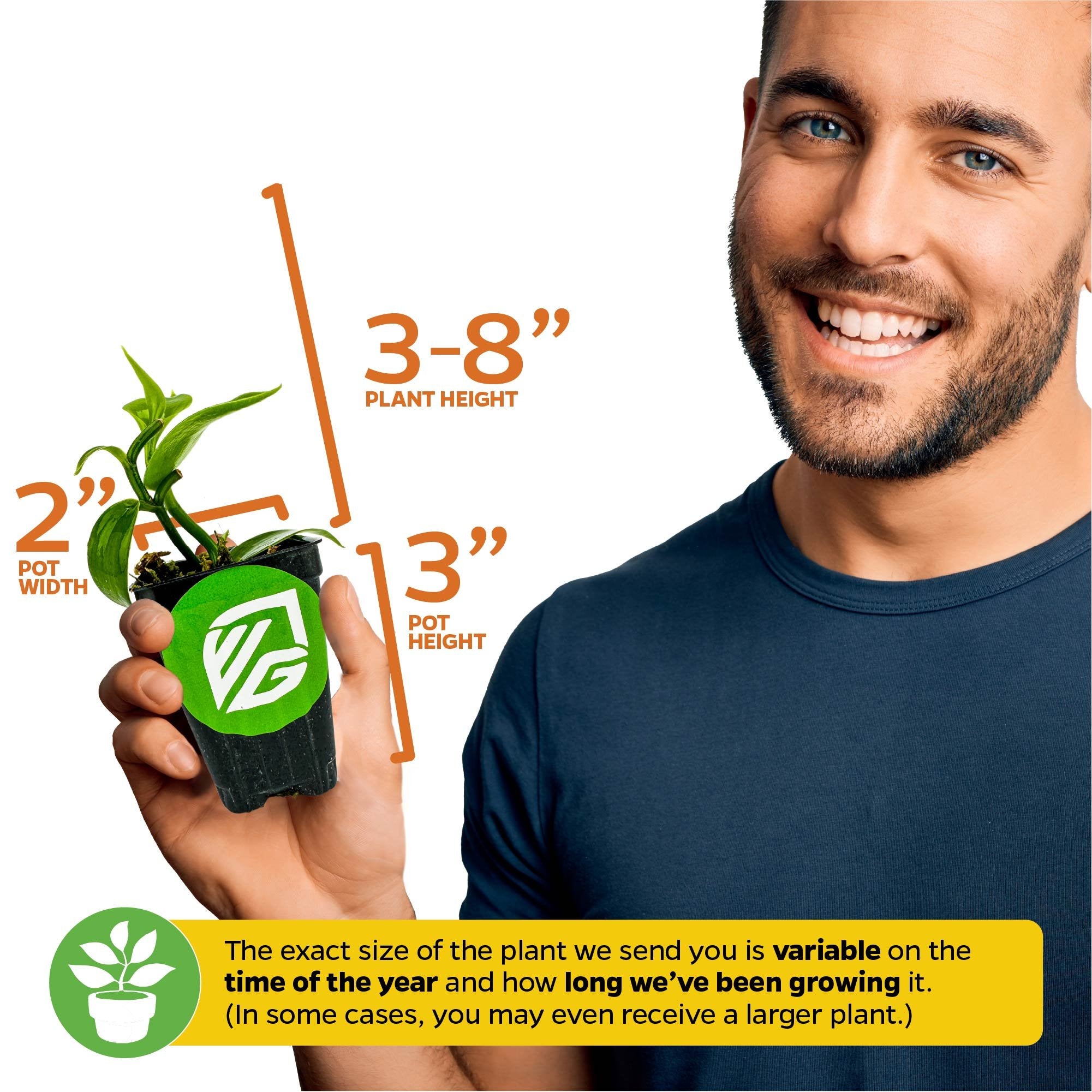 A smiling man holds a Wellspring Gardens Vanilla Bean Orchid (Vanilla planifolia), a tropical houseplant in a 2" pot, approx. 3-8" tall with a 3" pot height. Plant size may vary by season and growth time.
