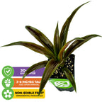 The Wellspring Gardens Cathy Dwarf Red Pineapple (Ananas nanus) is a compact indoor plant with long green leaves and a non-edible ornamental pineapple, arriving 3-8 inches tall and backed by a 30-day guarantee.