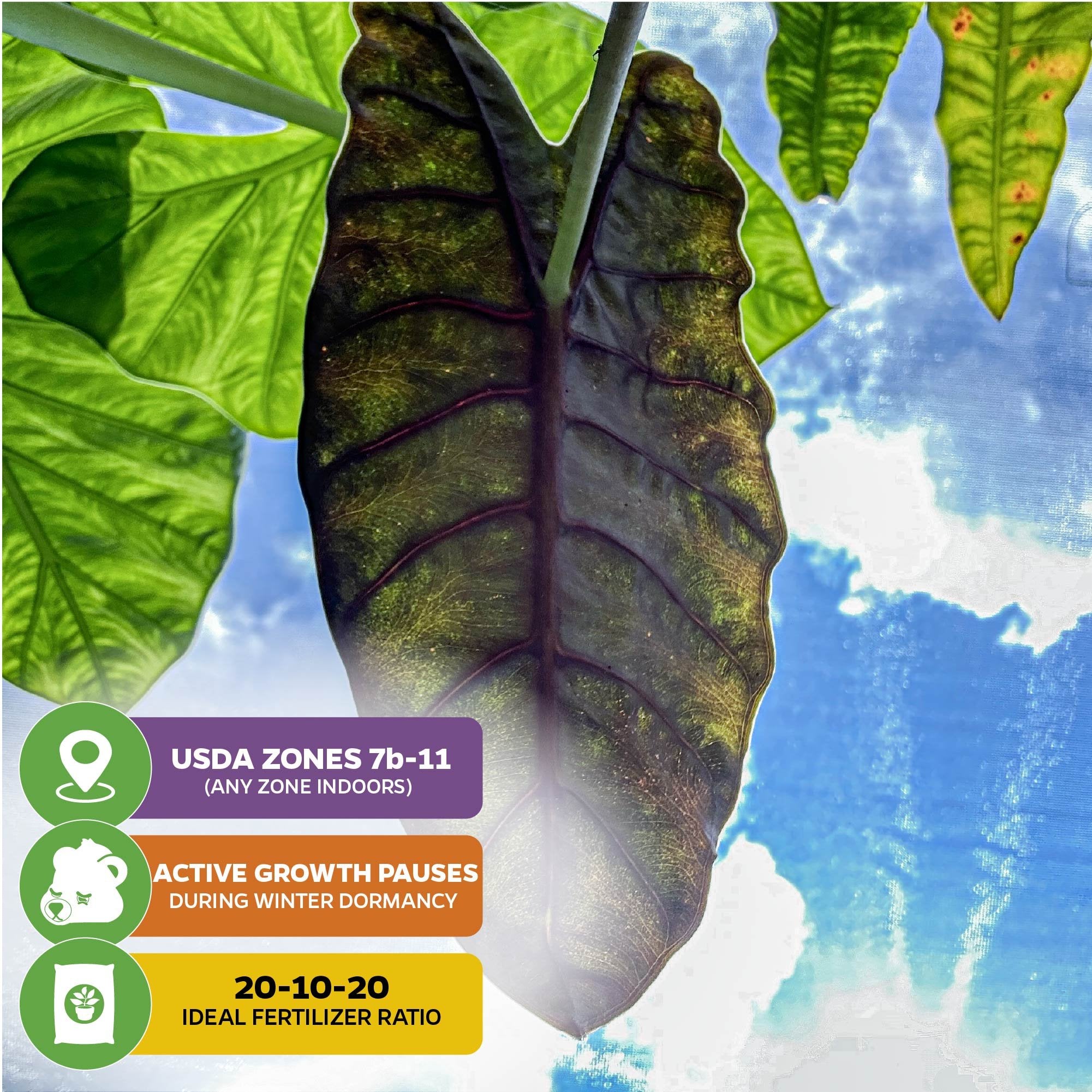 A striking, dark green Chantrieri Elephant Ear leaf—Alocasia x chantrieri by Wellspring Gardens—stands out in sunlight. Icons indicate USDA zones 7b-11, winter dormancy, and 20-10-20 fertilizer for this rare houseplant.