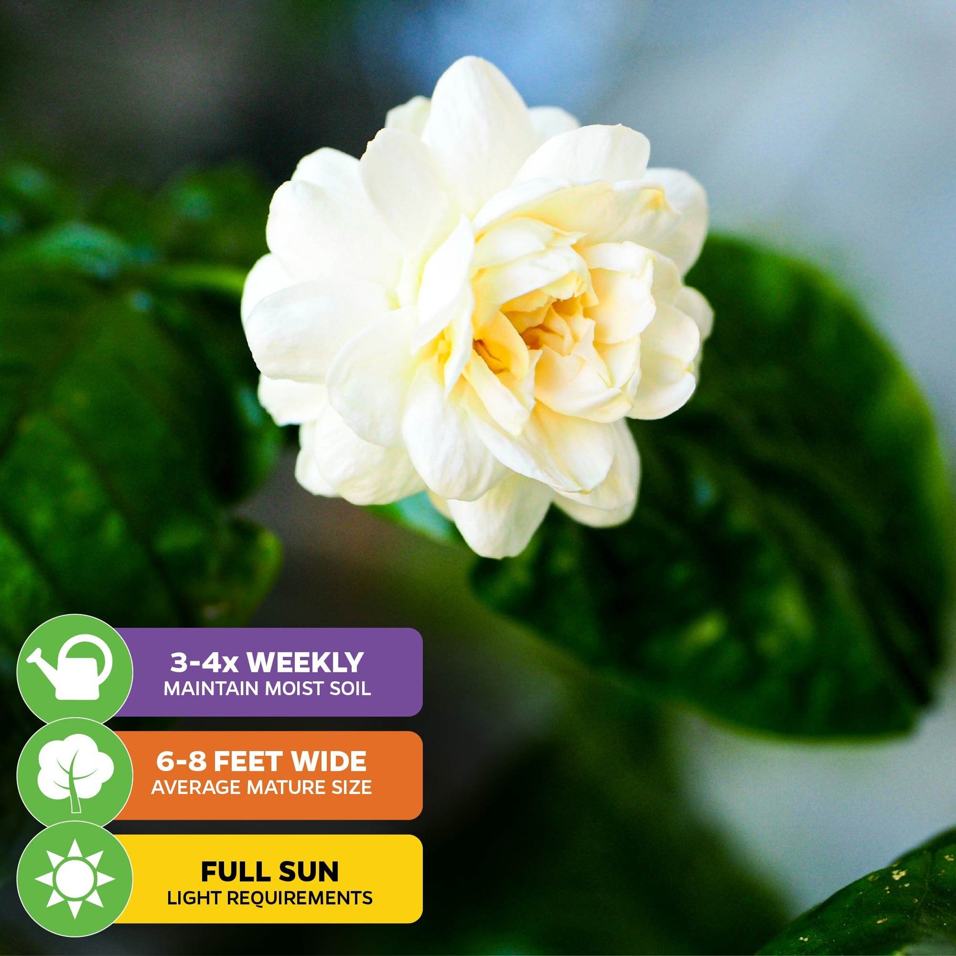 Grand Duke of Tuscany (Arabian Jasmine) - Jasminum sambac
