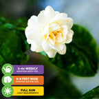 Close-up of Wellspring Gardens’ Grand Duke of Tuscany (Jasminum sambac) with lush green leaves. Care icons: water 3–4x/week, grows 6–8 ft wide, needs full sun—ideal as a patio Arabian Jasmine plant.
