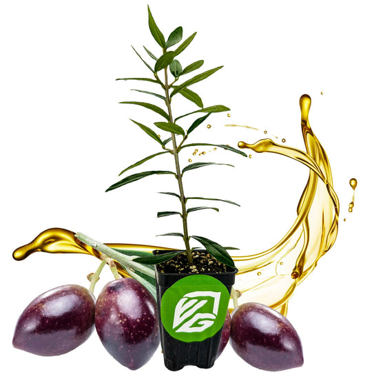 Chemlali Olive Tree - Olea europaea