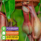 Close-up of a Lady Luck Carnivorous Pitcher Plant (Nepenthes ampullaria x ventricosa) by Wellspring Gardens dangling from vines; icons show: USDA Zones 10–11, winter dormancy, and feeds on bugs—not fertilizer.