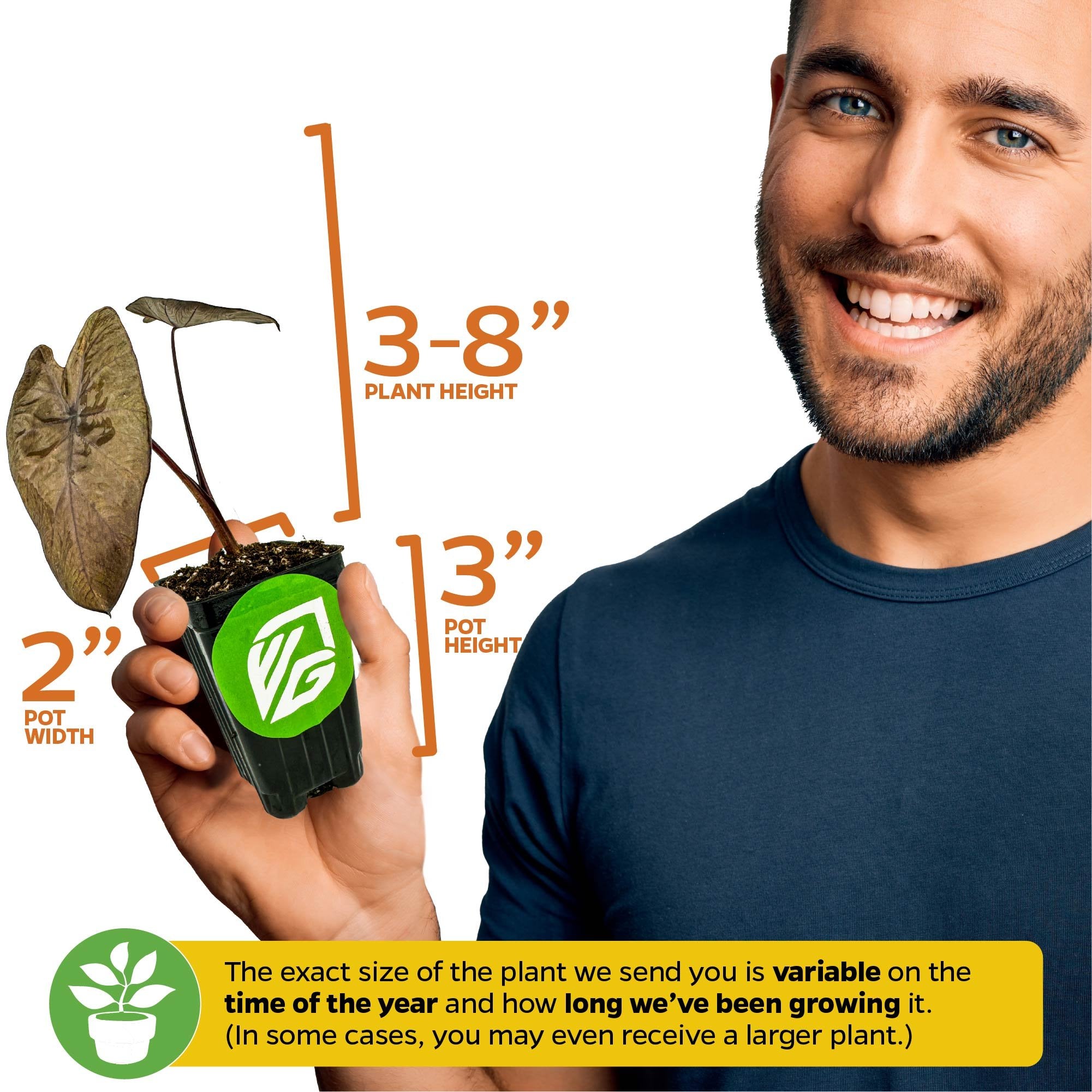 A smiling man holds a Wellspring Gardens Tropical Storm Elephant Ear (Colocasia esculenta) in a 3-inch-high, 2-inch-wide pot. Plant height is 3–8 inches. Size may vary by season and growth time, especially for elephant ears.