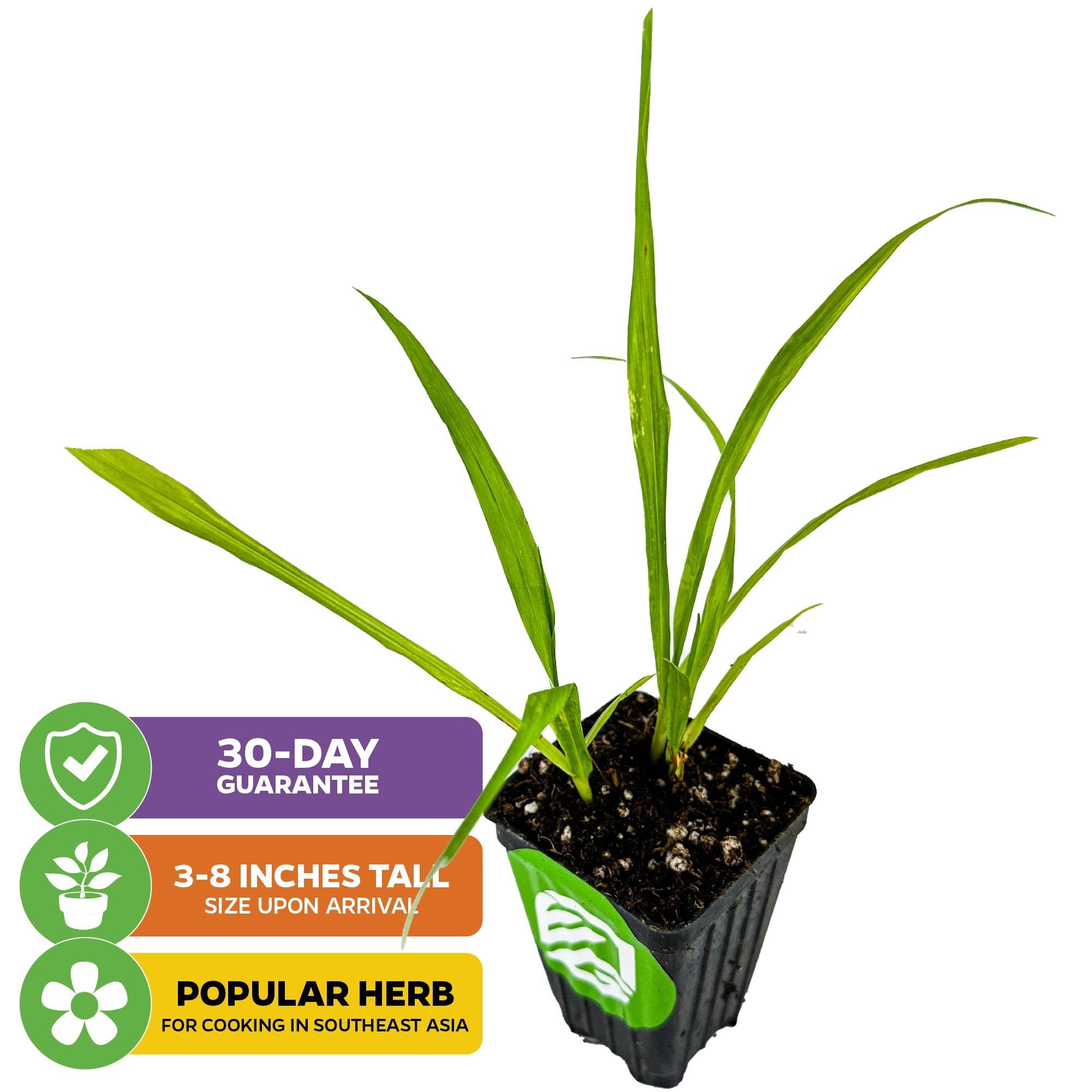 The Wellspring Gardens Lemon Grass (Cymbopogon citratus) comes in a small black pot, 3-8 inches tall, with green leaves. Icons show a 30-day guarantee and note it's a popular Southeast Asian cooking herb with health benefits.