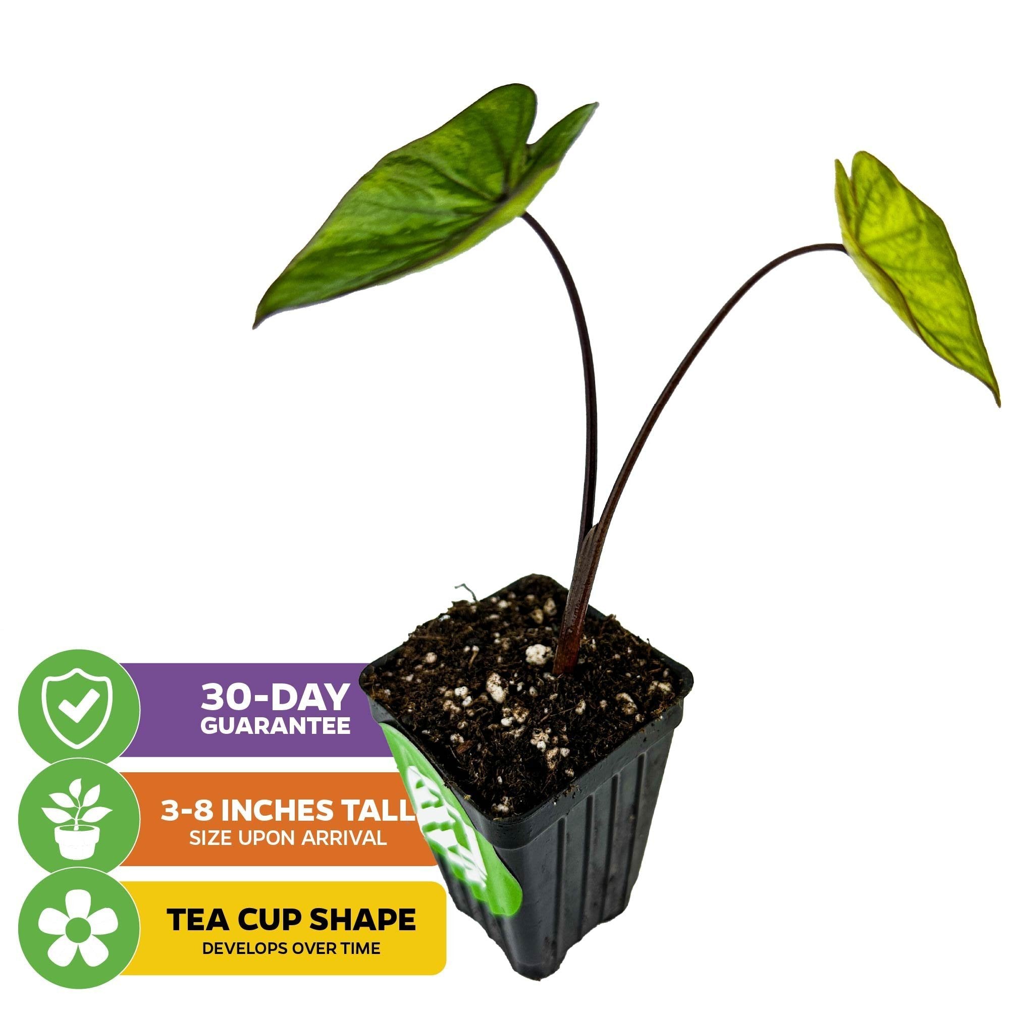 The Tea Cup Elephant Ear (Colocasia esculenta) by Wellspring Gardens arrives 3-8" tall, features two large green leaves, and develops its signature "tea cup" shape over time. Includes a 30-day guarantee. Ideal as a garden showpiece.