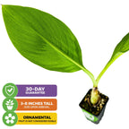 A Wellspring Gardens Chinese Dwarf Yellow Banana (Golden Lotus) plant, Musella lasiocarpa, arrives 3-8" tall in a small black pot with two large leaves; ornamental only—fruit not edible. Includes 30-day guarantee.