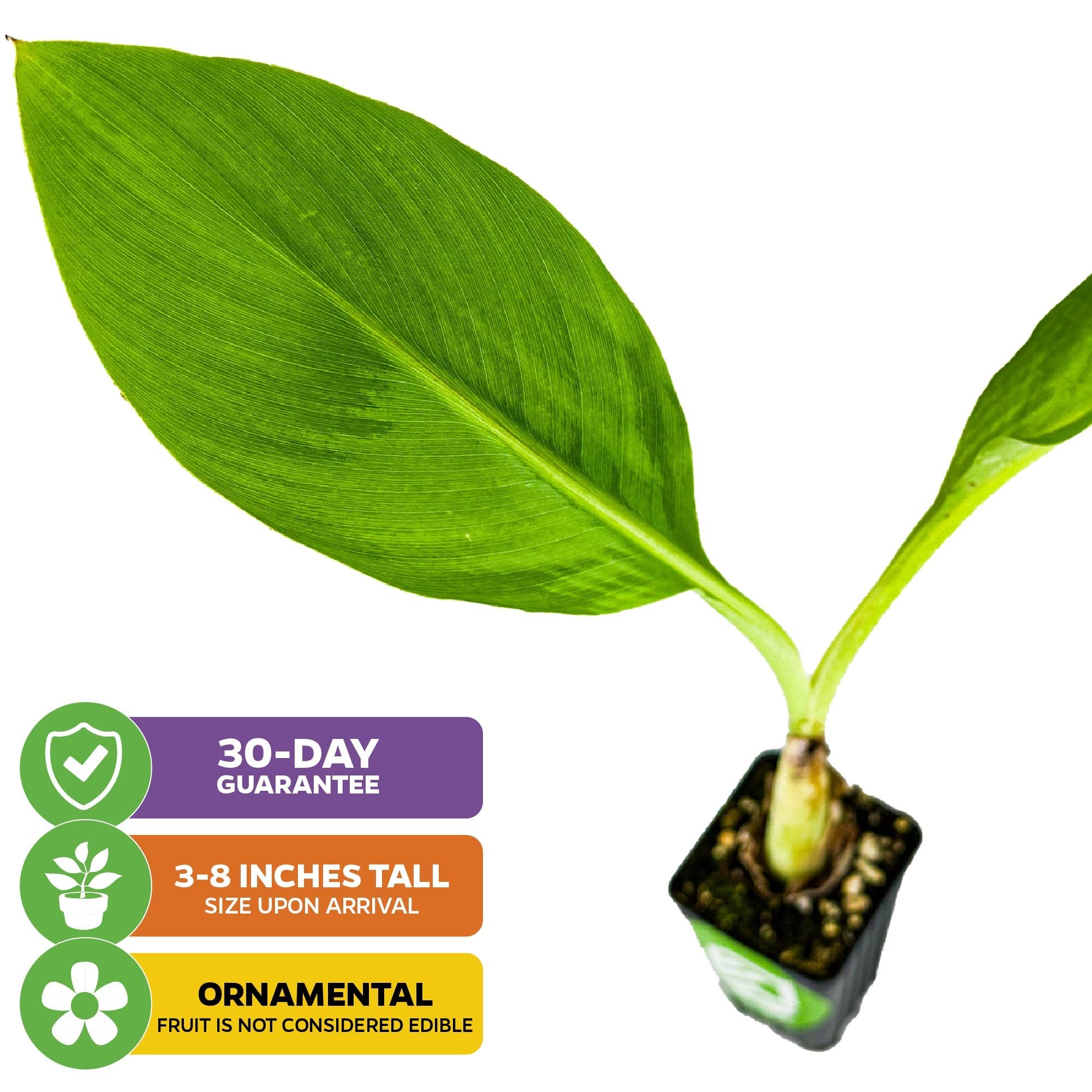 A Wellspring Gardens Chinese Dwarf Yellow Banana (Golden Lotus) plant, Musella lasiocarpa, arrives 3-8" tall in a small black pot with two large leaves; ornamental only—fruit not edible. Includes 30-day guarantee.