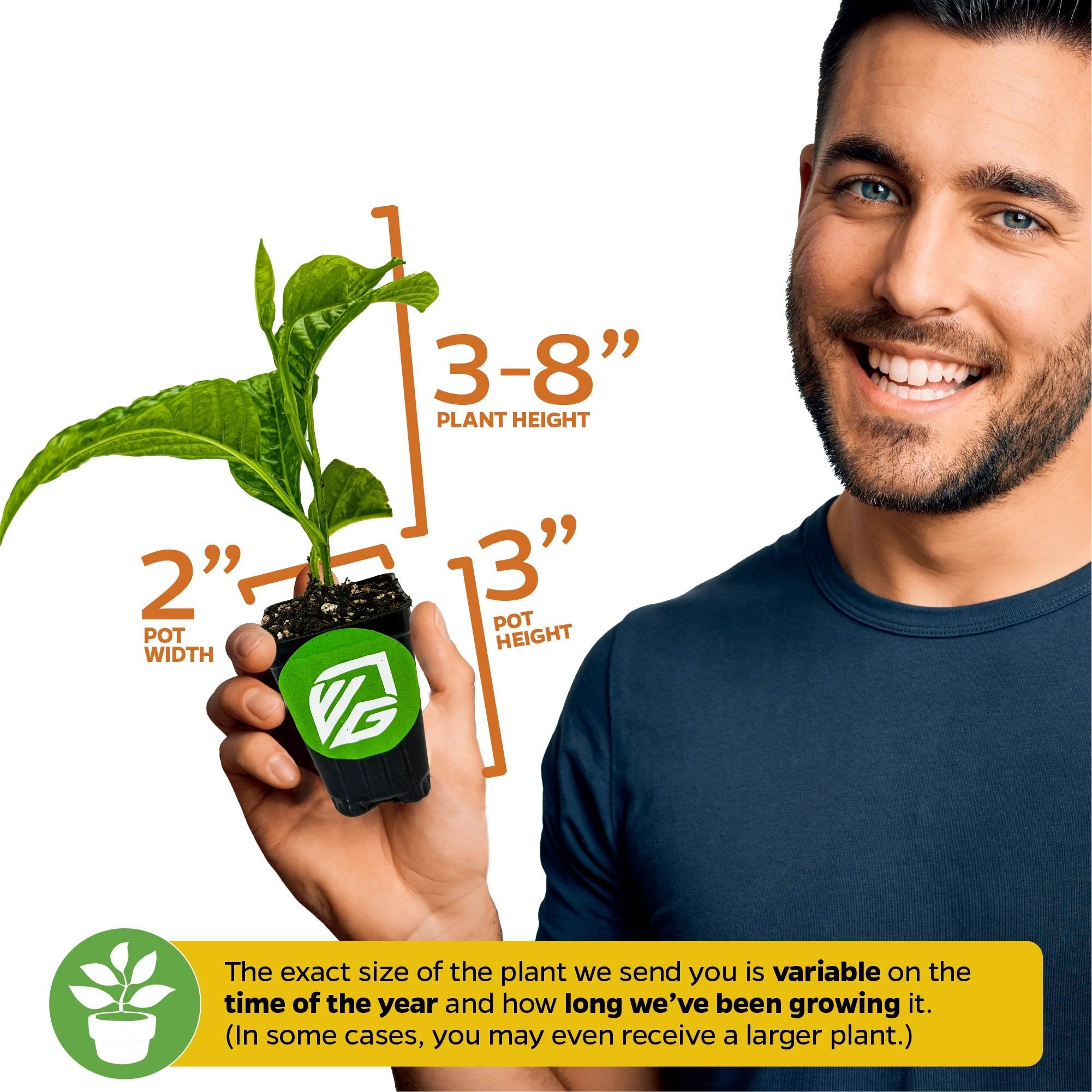A smiling man holds a Wellspring Gardens Granadilla Passion Fruit Vine (Passiflora quadrangularis) in a 2"x3" pot; plant height ranges from 3–8". Size may vary by season—ideal for butterfly gardening fans.