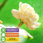A close-up of a creamy white Grand Duke of Tuscany (Arabian Jasmine) - Jasminum sambac bloom from Wellspring Gardens, with water droplets against bright green leaves. Icons show USDA zones 9-11, winter dormancy, and 10-30-20 fertilizer is recommended.