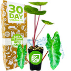 A Wellspring Gardens Hawaiian Punch Elephant Ear - Colocasia, with tall red stems and green leaves, is displayed before a 30 Day Guarantee, Easy to Grow, Non GMO box. Two large elephant ear leaves and splashing water are beside the plant.